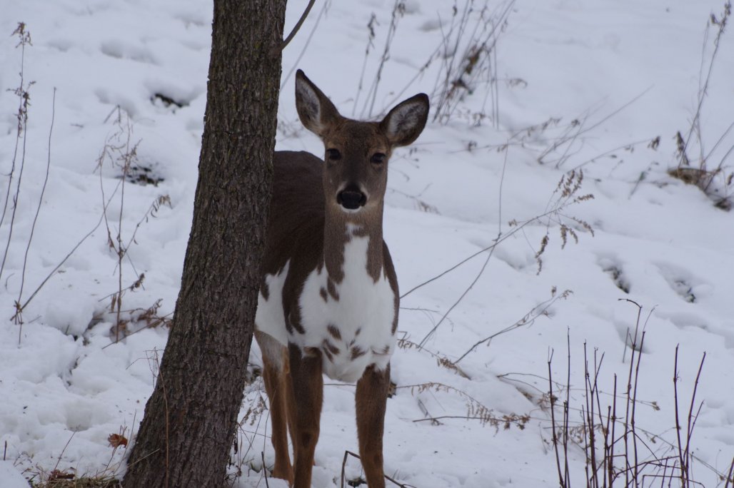 Piebald 1 Update Size.JPG